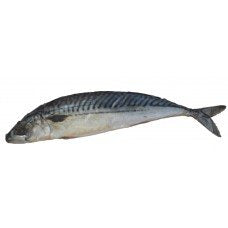 Salt Mackerel (Head On) Each