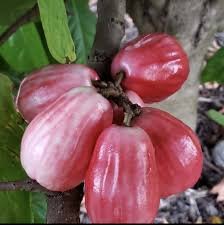 Jamaican Apple (Otaheite Apple) 1kg