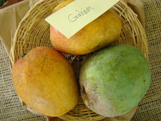 Jamaican Graham Mango 1kg