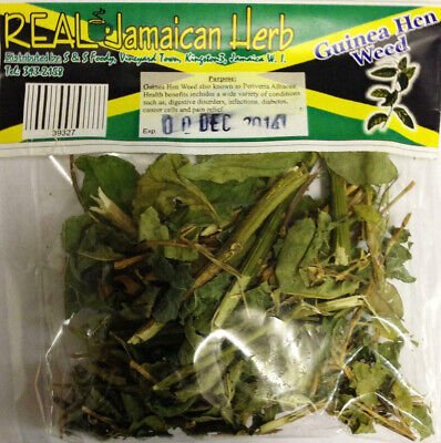 Real Jamaican Guinea Hen Weed Bush