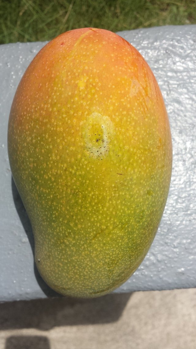 Jamaican East Indian Mango 1kg