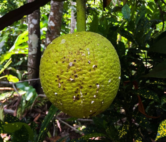 Breadfruit 1.5kg