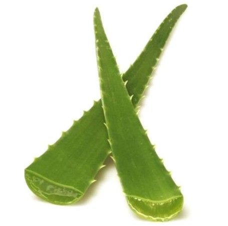 Aloe Vera Single Piece