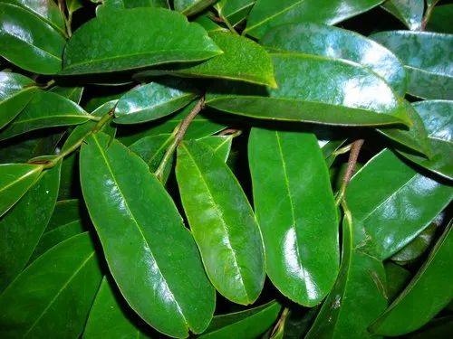 Soursop Leaves Jamaica 100 grams